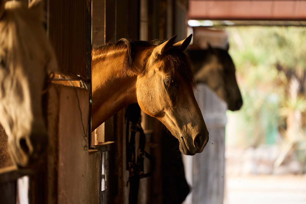 Häst som står i ett stall